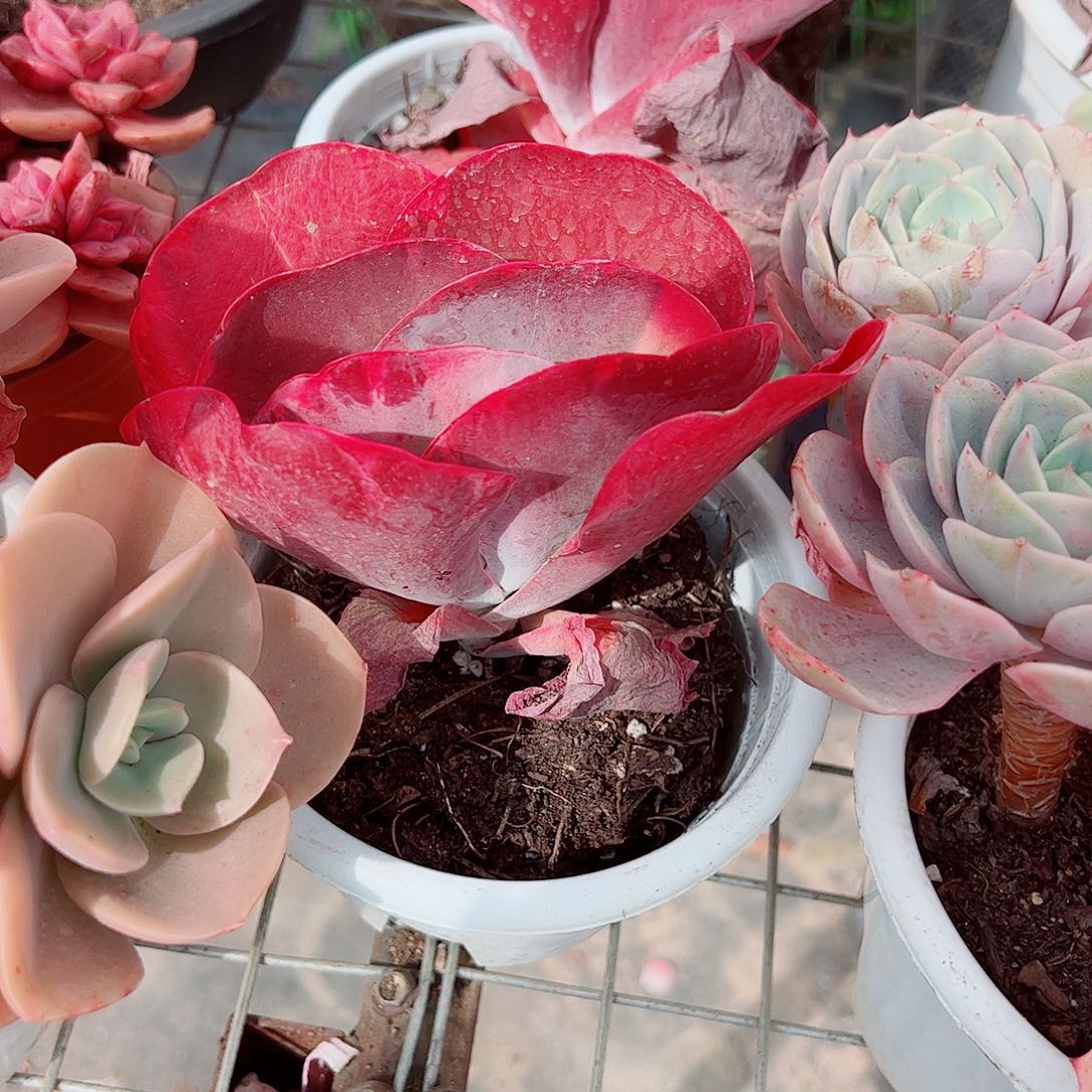 唐印大单头精品特价