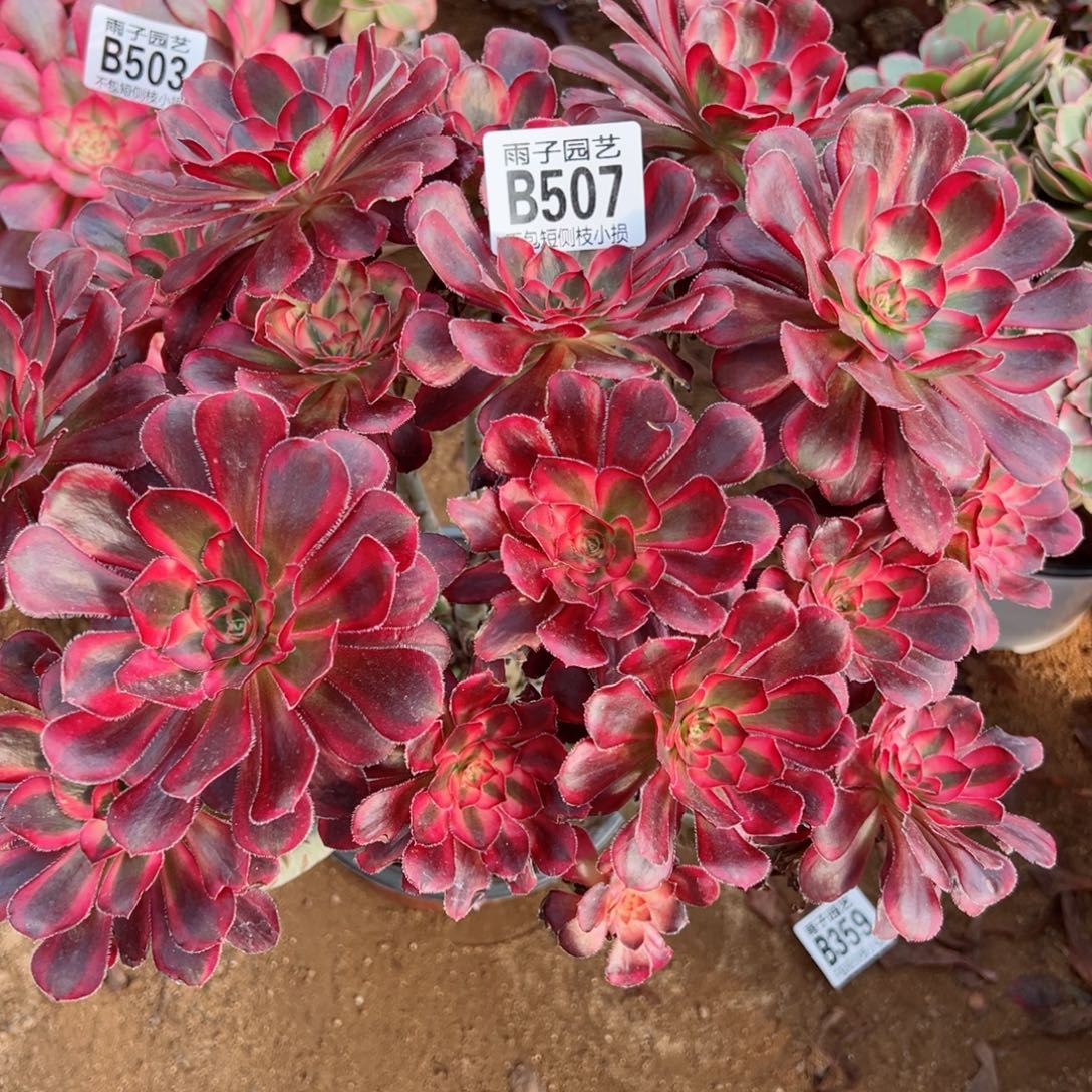 507丽娜尺寸25左右