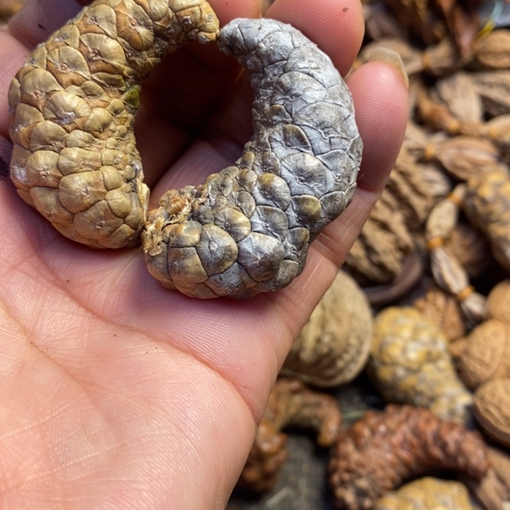 吊坠桃核东北特产146