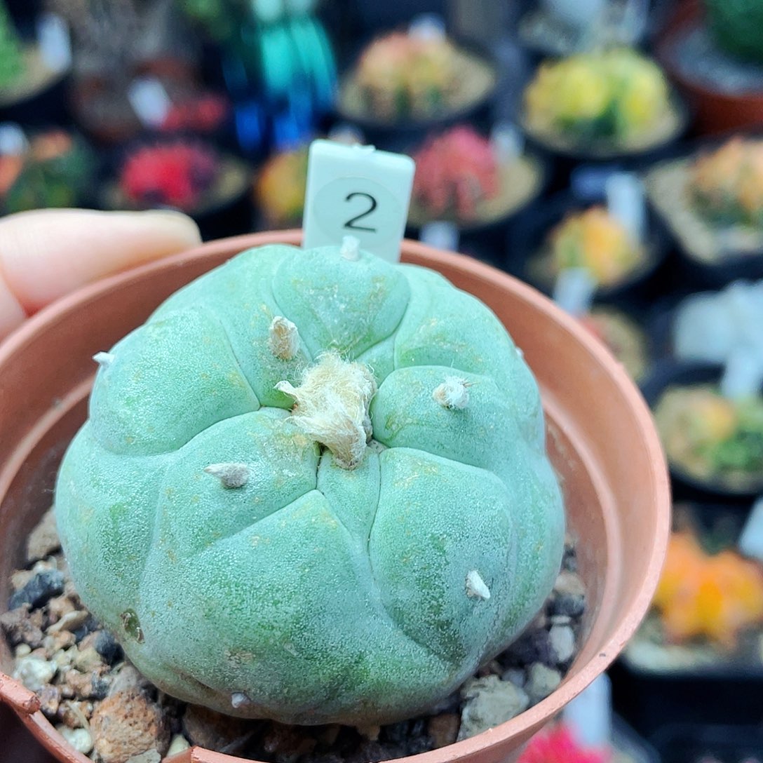 非偏远地区满25包邮仙人球