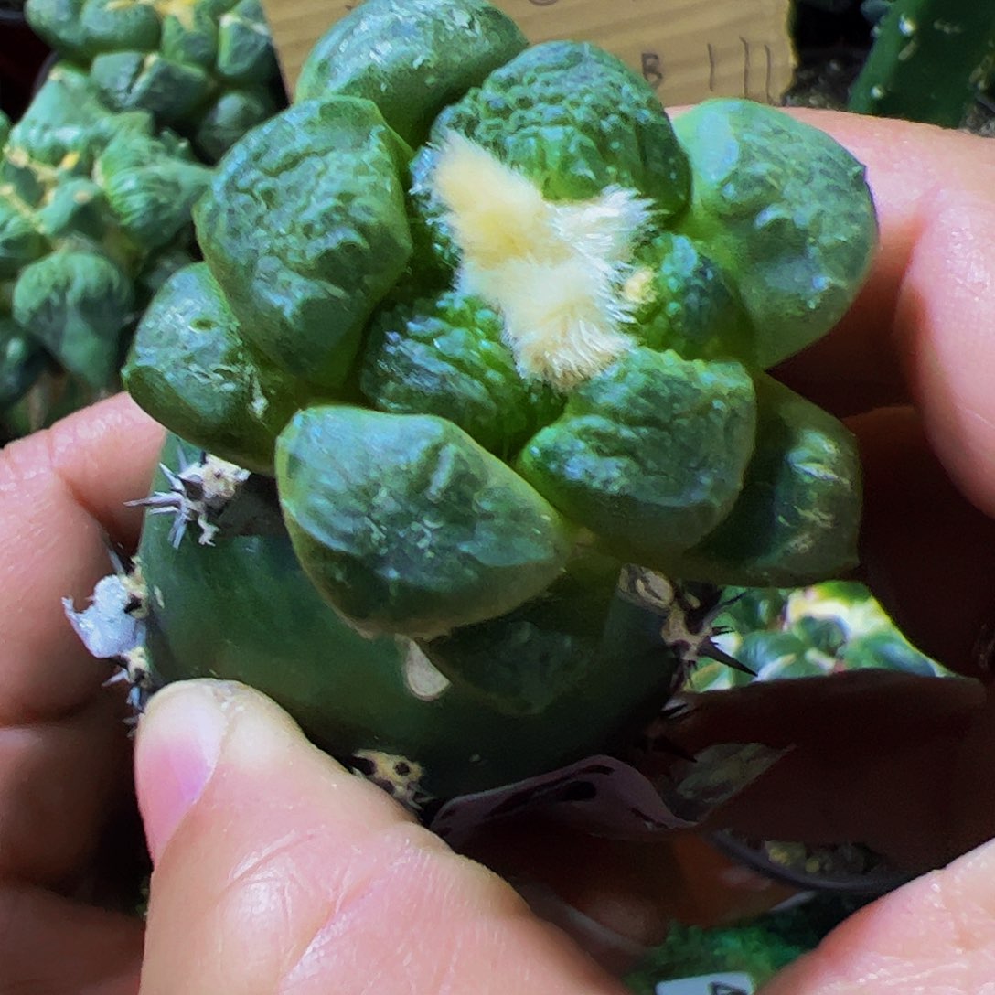 无花朵光面连山牡丹551