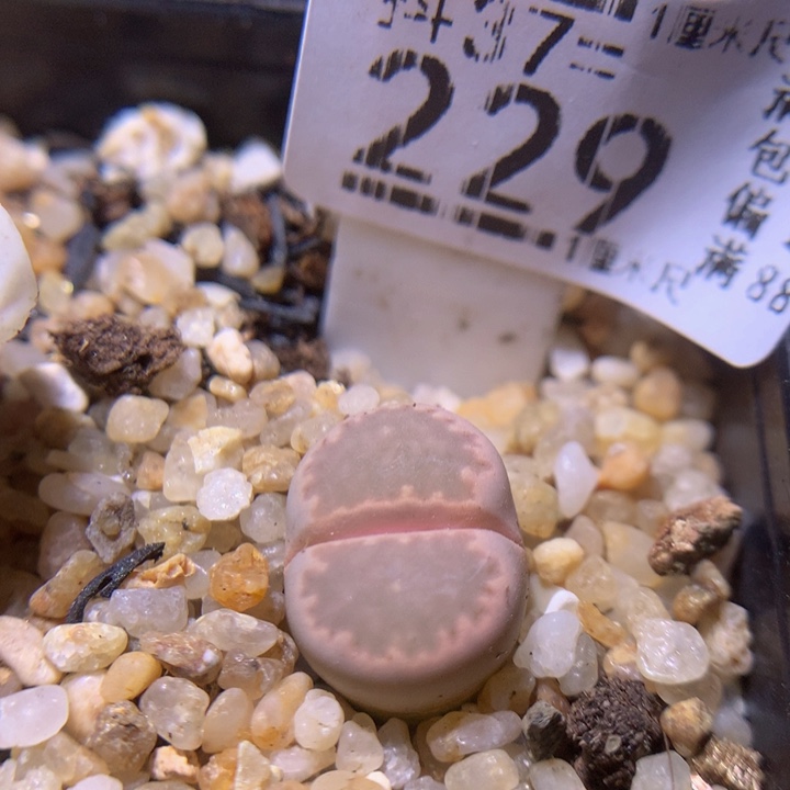 精品生石花37.229