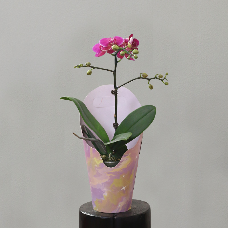 蝴蝶兰【梦叶罗丽】拍满3颗顺丰（偏远除外）高端蝴蝶兰