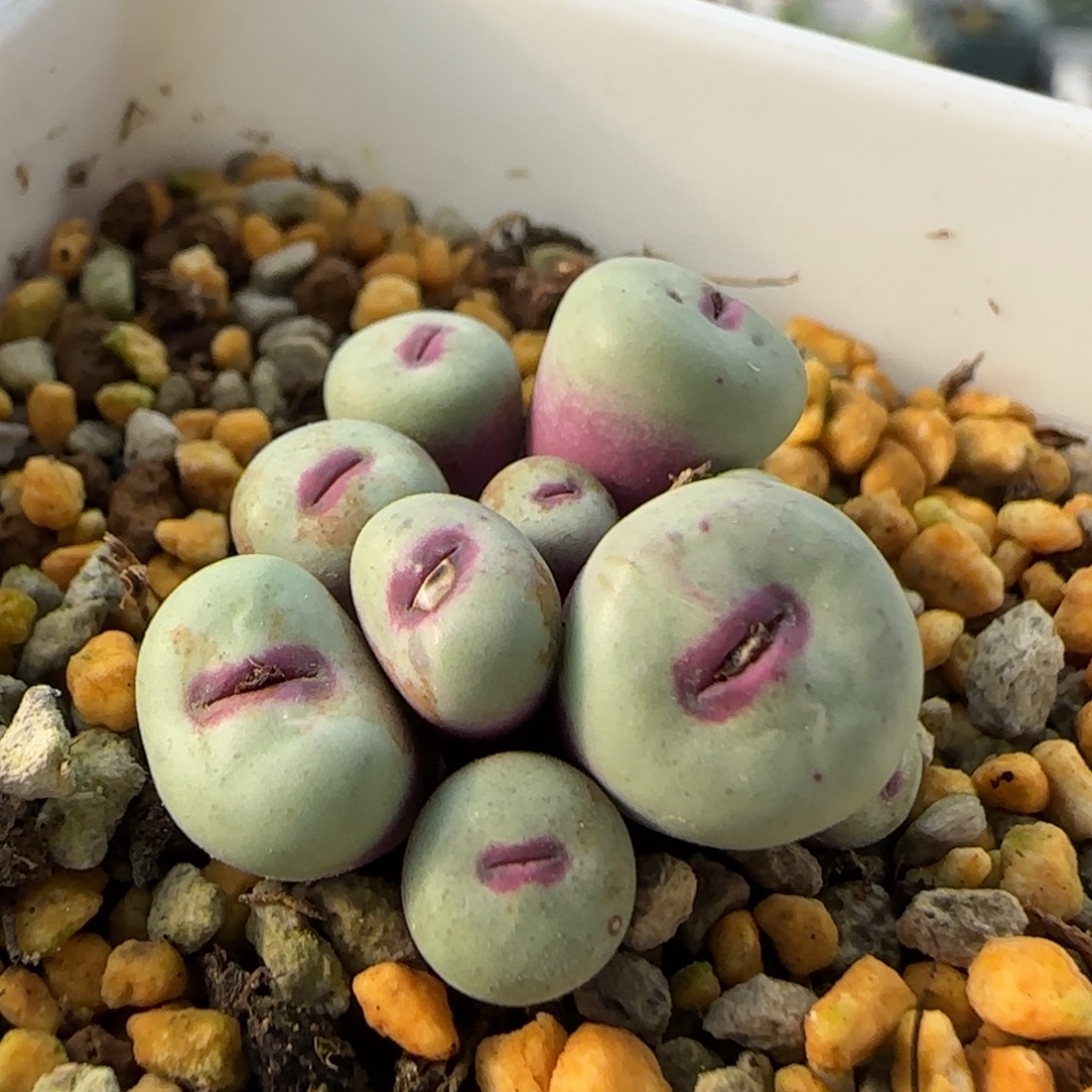 12-26-4-6当天满38包邮11头厚嘟嘟嘴脱土