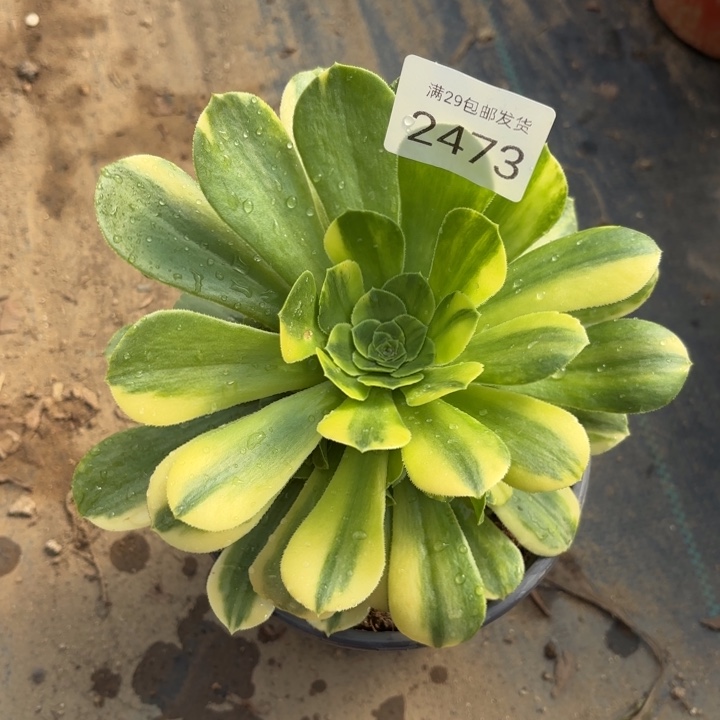 五彩琉璃多肉法师2473