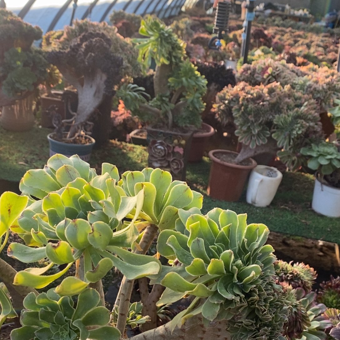 绿法师缀化1颗多肉