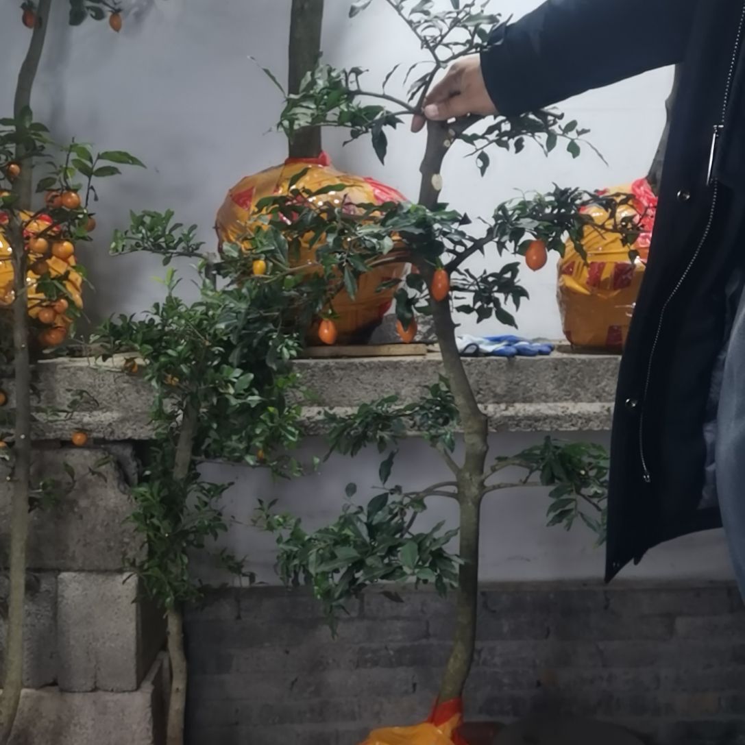 无花朵金弹子四季常青不落叶开花结果