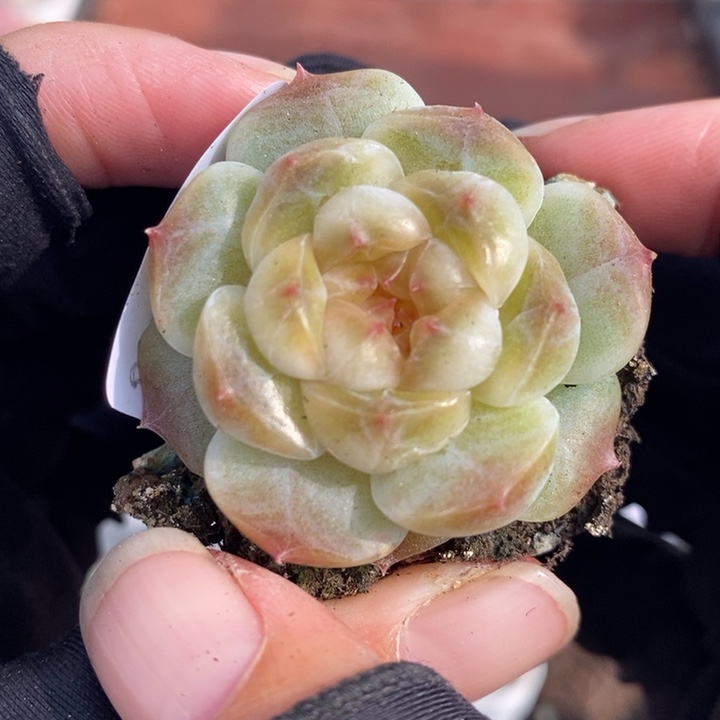 1212-539，黄心魄多肉