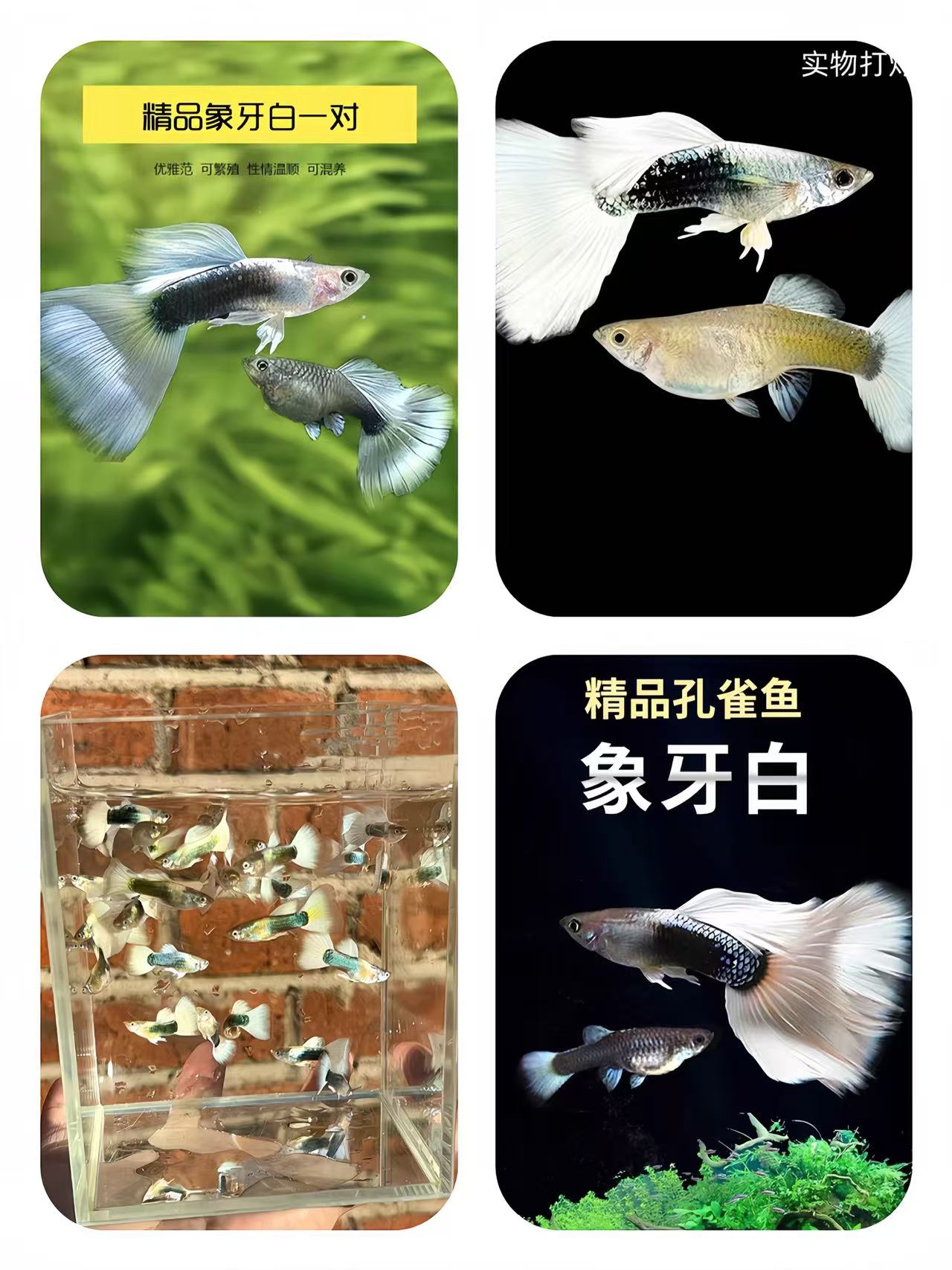 象牙白孔雀鱼3 - 4cm可繁殖淡水热带观赏鱼好养耐活
