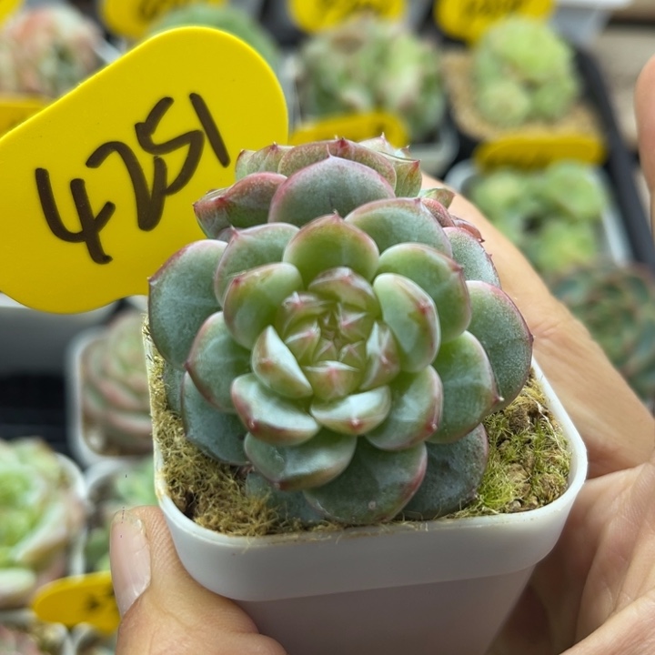 X8糯透钻心珍妮双头4251