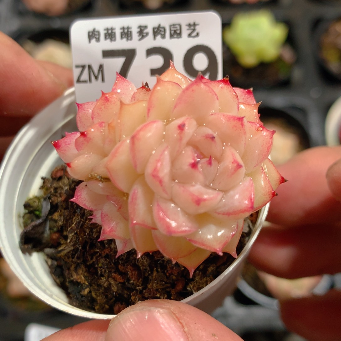 5CM拇指盆精控多肉ZM739