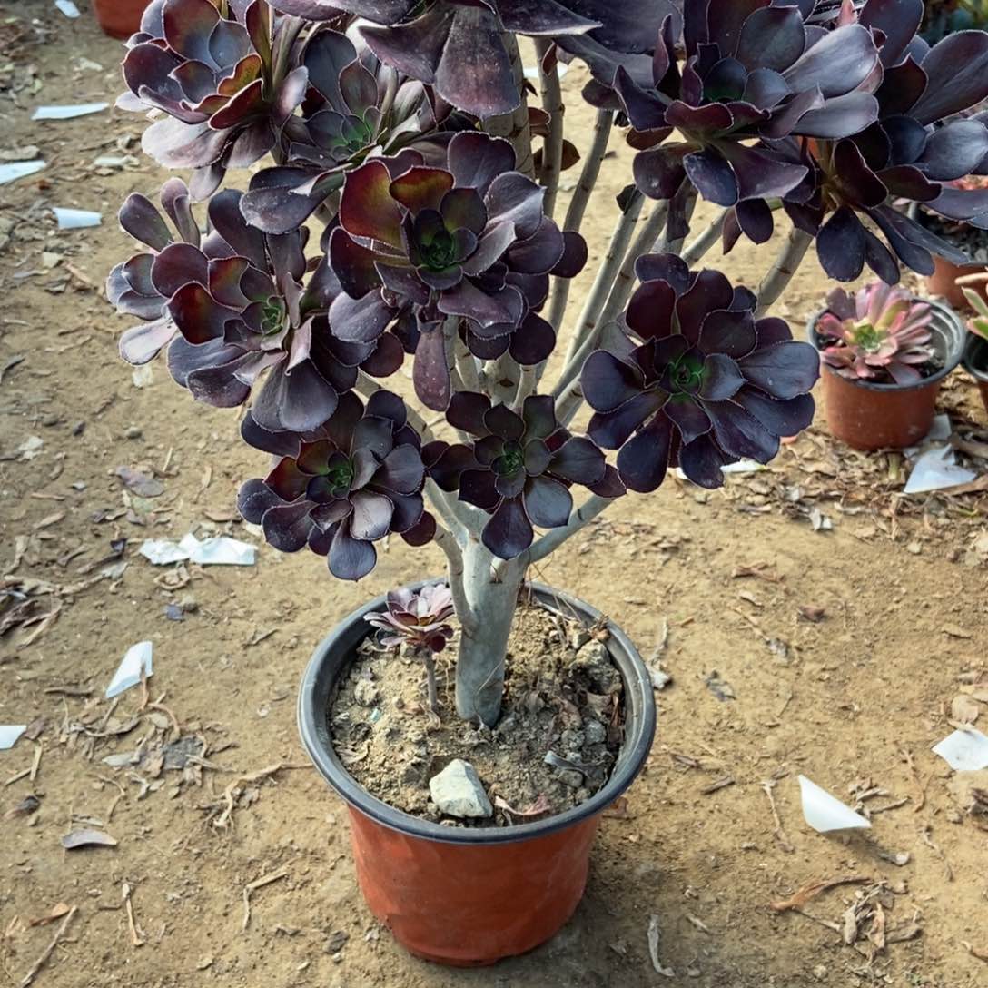 3号链接原液黑法师