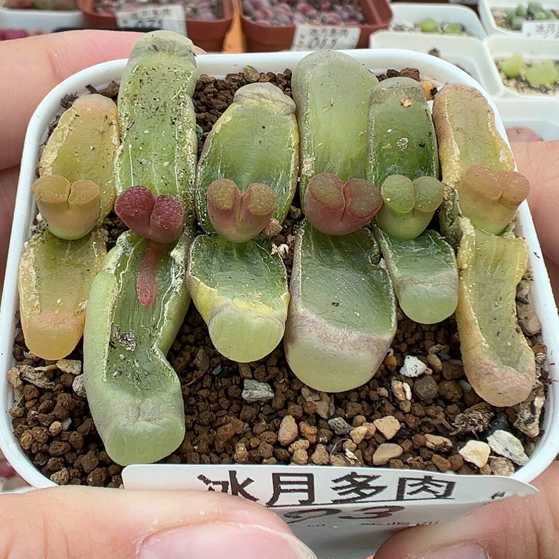 193克里普兰磁铁裸根发货