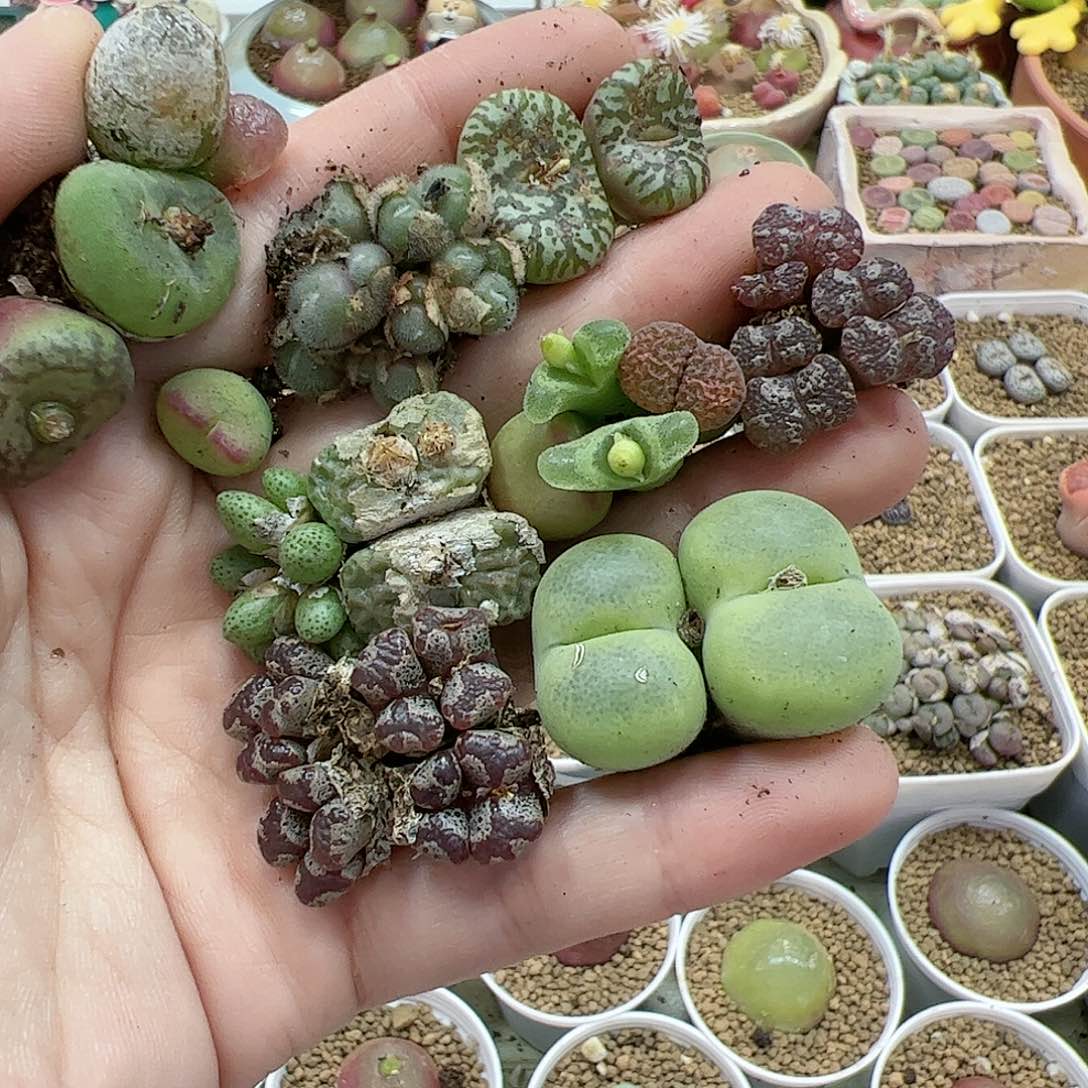 【闪购商品】310 开播福利