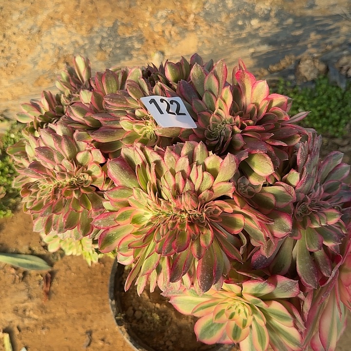 122倾城缀hhhhhhhhhh