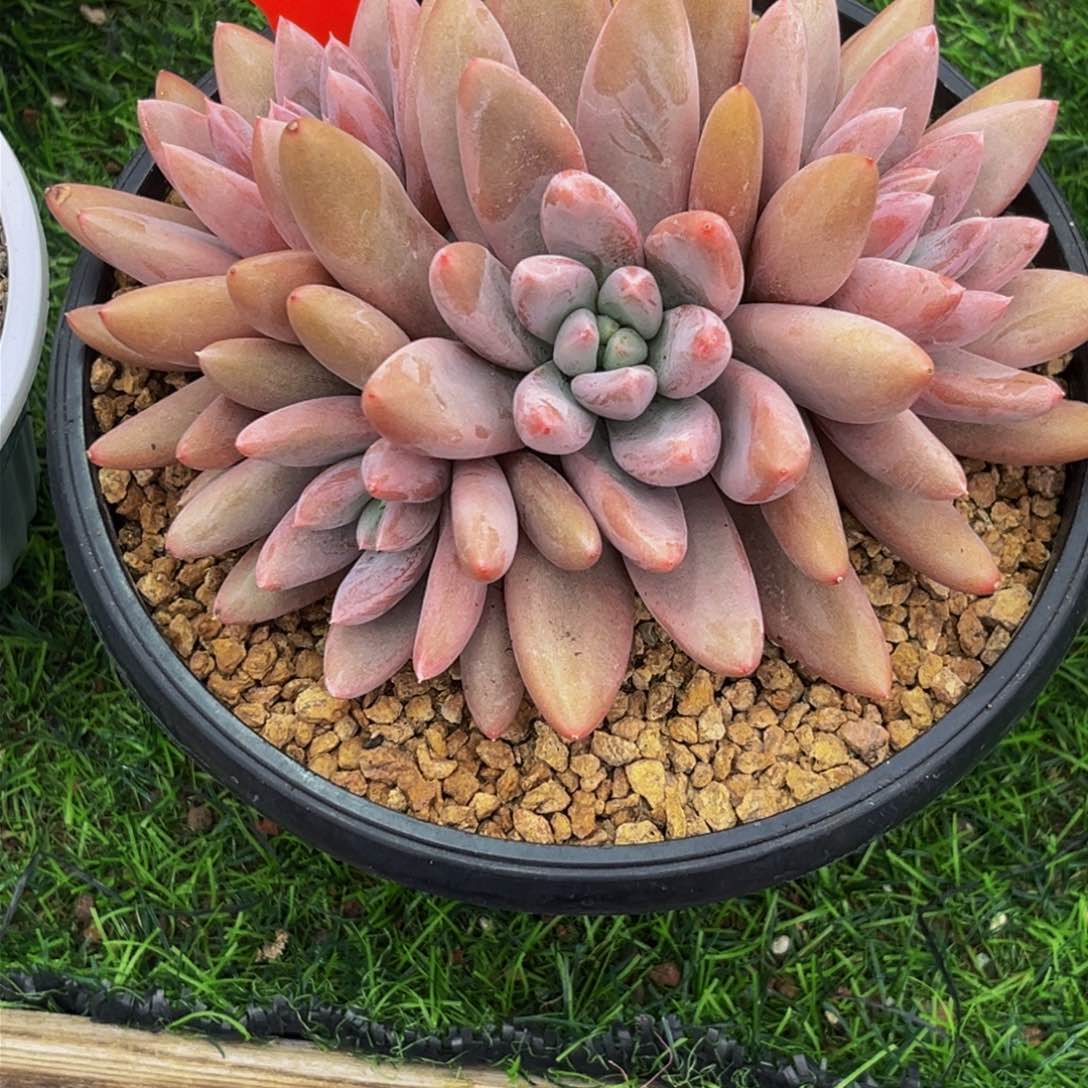 9026下午多肉植物群生