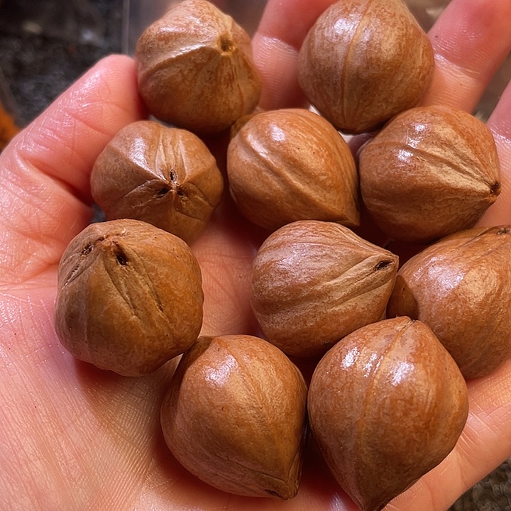 农***伙吊坠橄榄核2.4✖️2.9