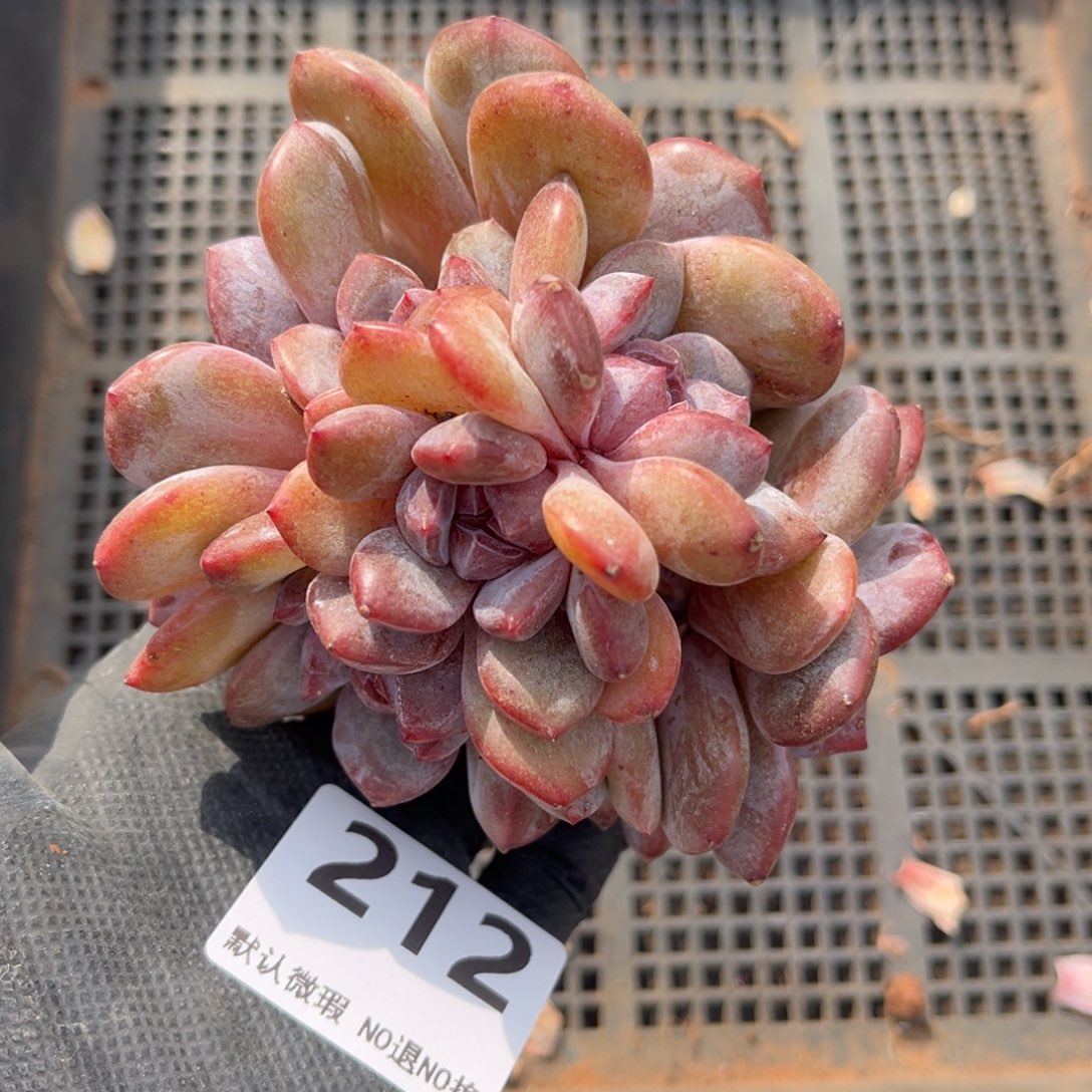 212号新疆西藏内蒙古不包邮