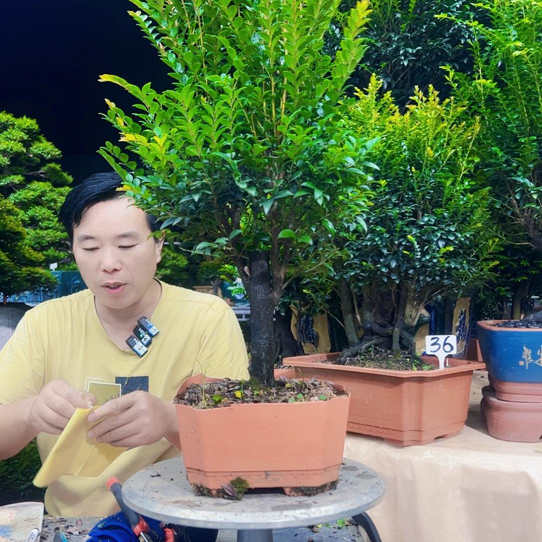 无花朵秋*12345678