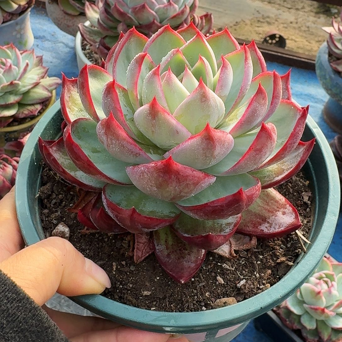 惊鸿惊鸿惊鸿 12 公分 1 颗