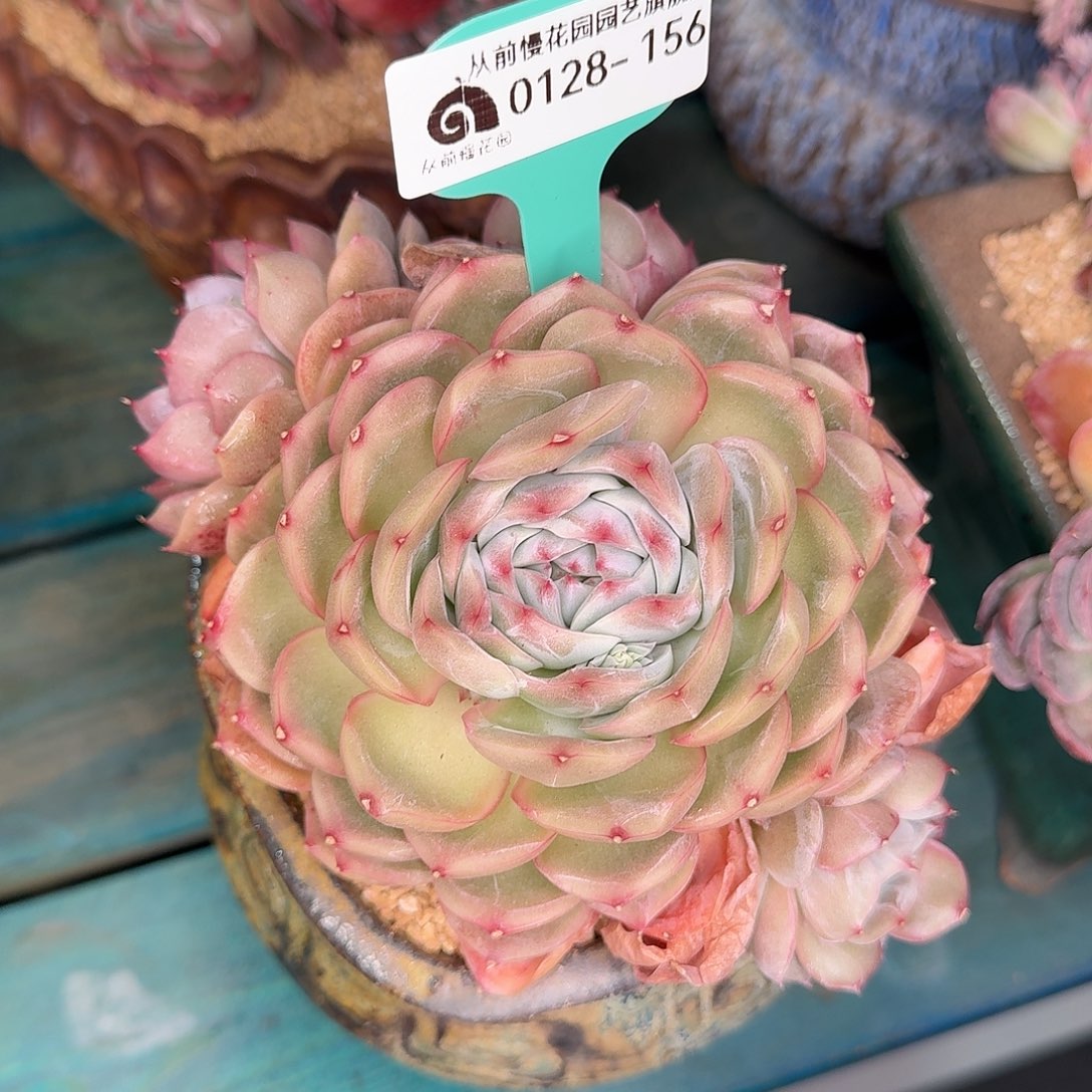 从前慢花园多肉0128-156