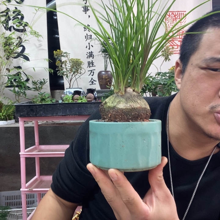 以实际为准盆景盆栽绿植174