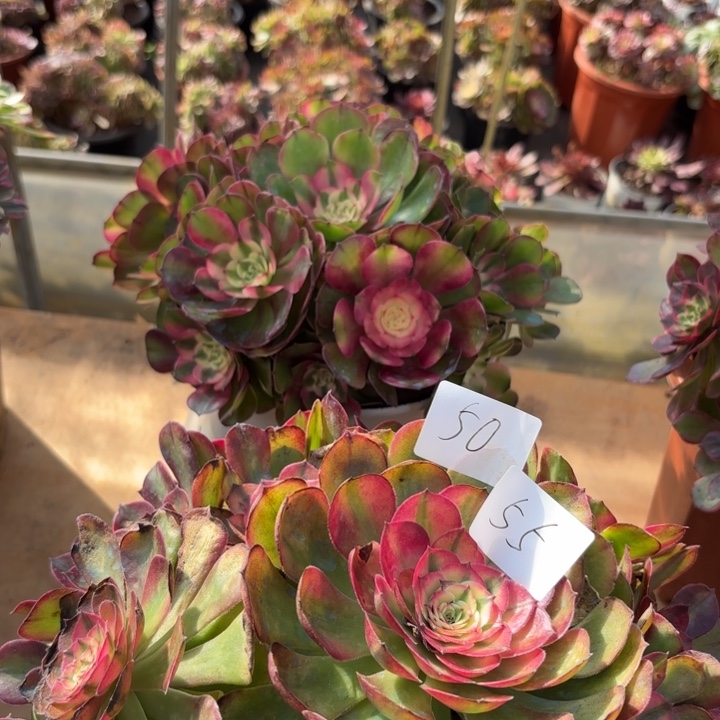 莉***莉无花朵055特价组合无售后