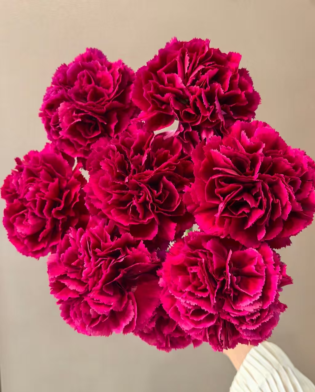 红绸 单头康乃馨  任意2单发顺丰/德邦送货上门 云南鲜花