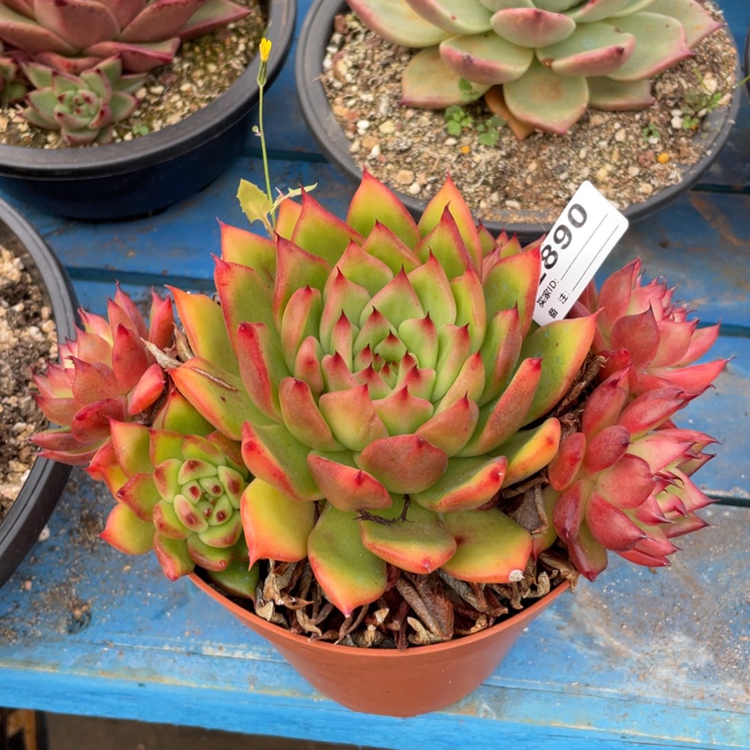 无花朵若如东云组拍E890