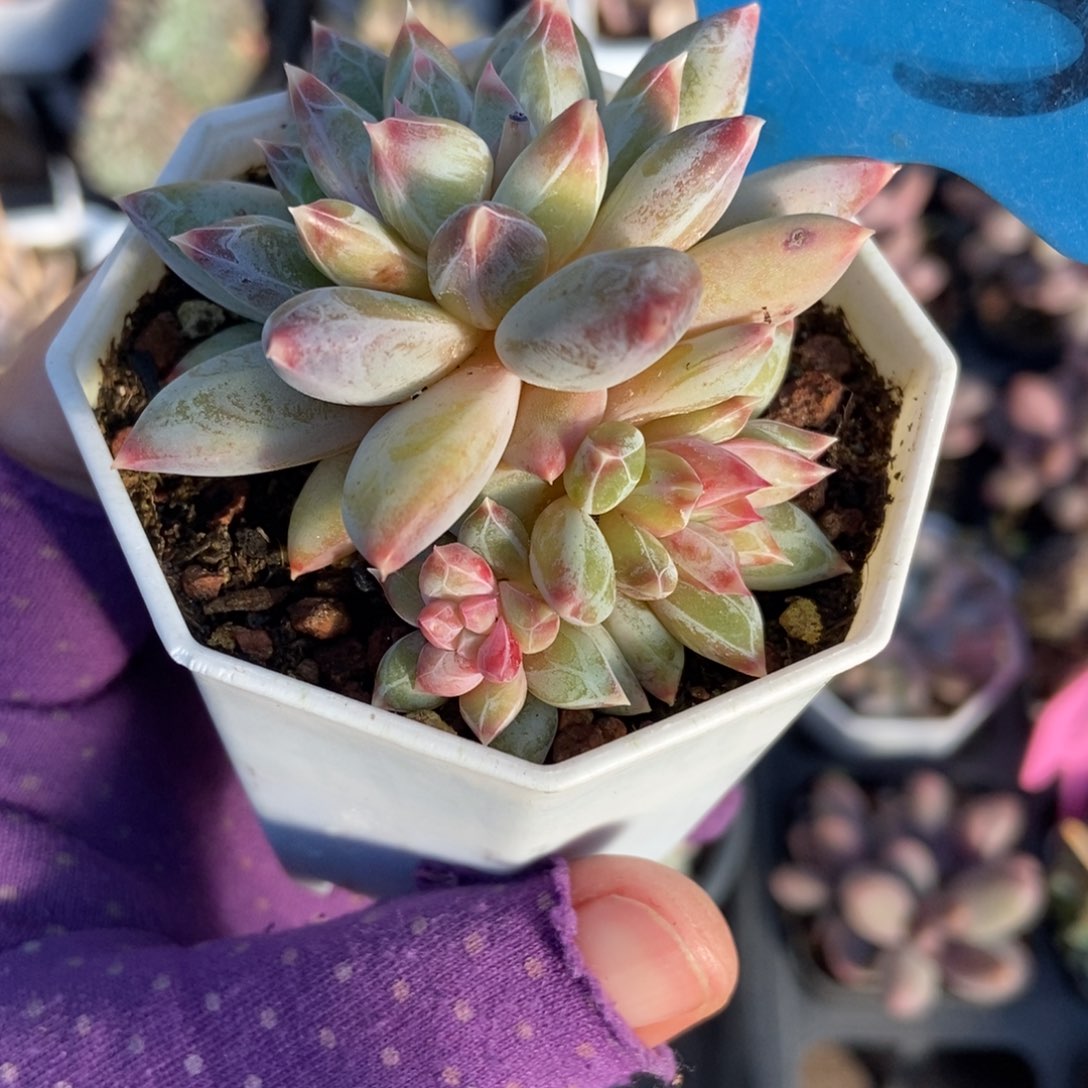 803伊丽莎白多肉植物