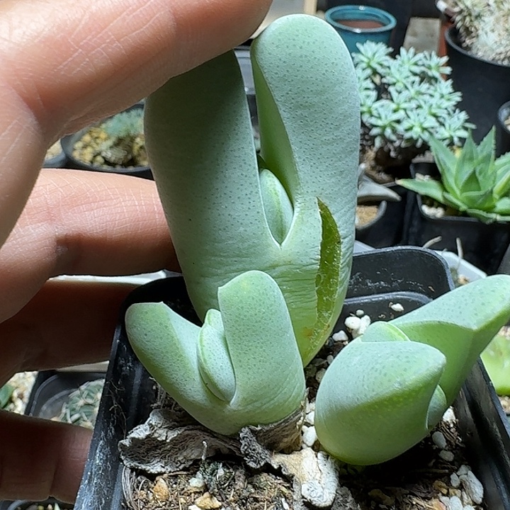 656神风玉脱土发货有疤特价