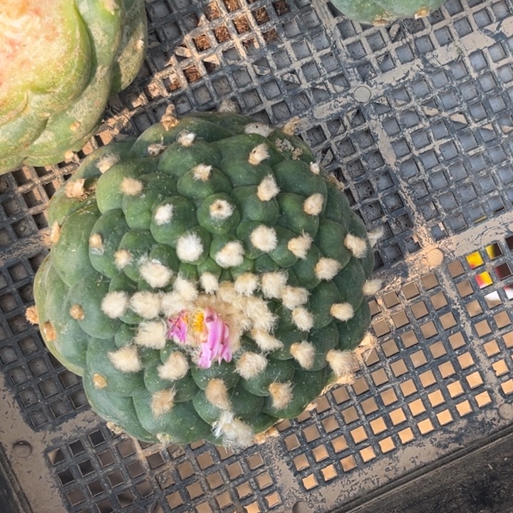 草球落地仙人球开花