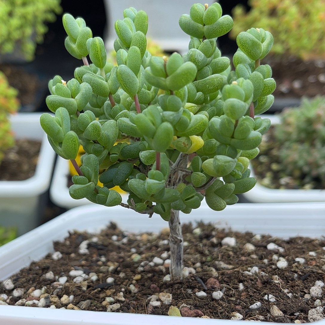 远***远元宝优选枝干番杏