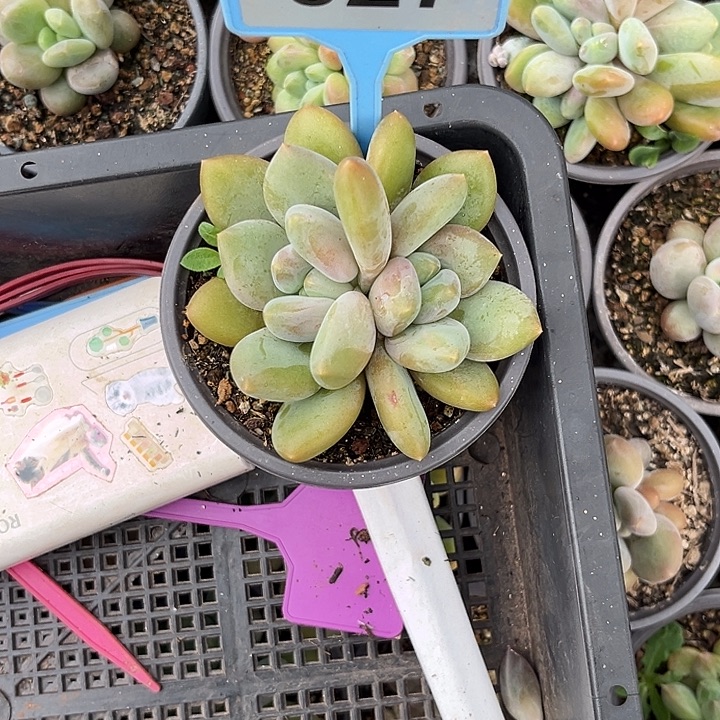 水****多肉植物刚果奶027