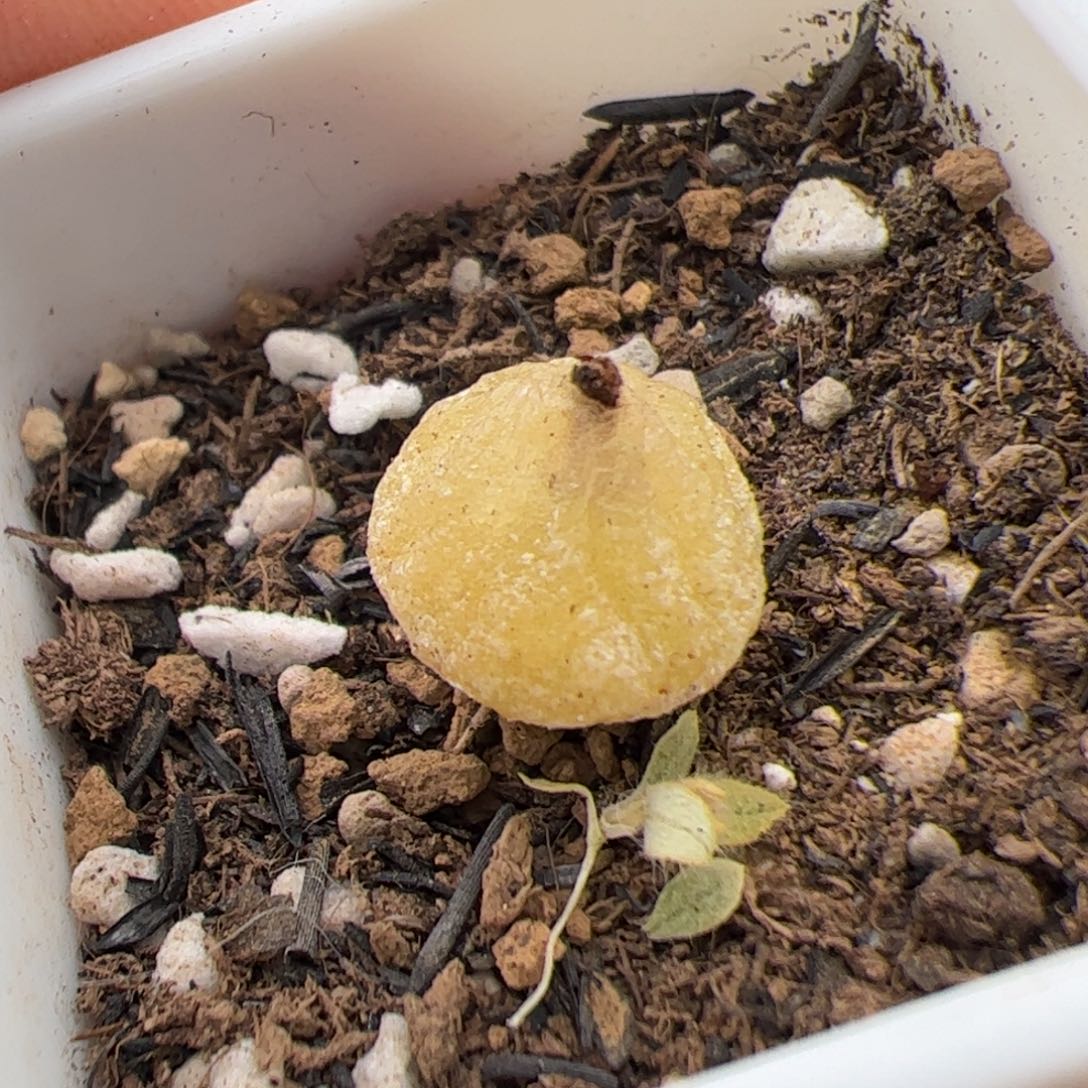 029号哈默灯泡 多肉植物