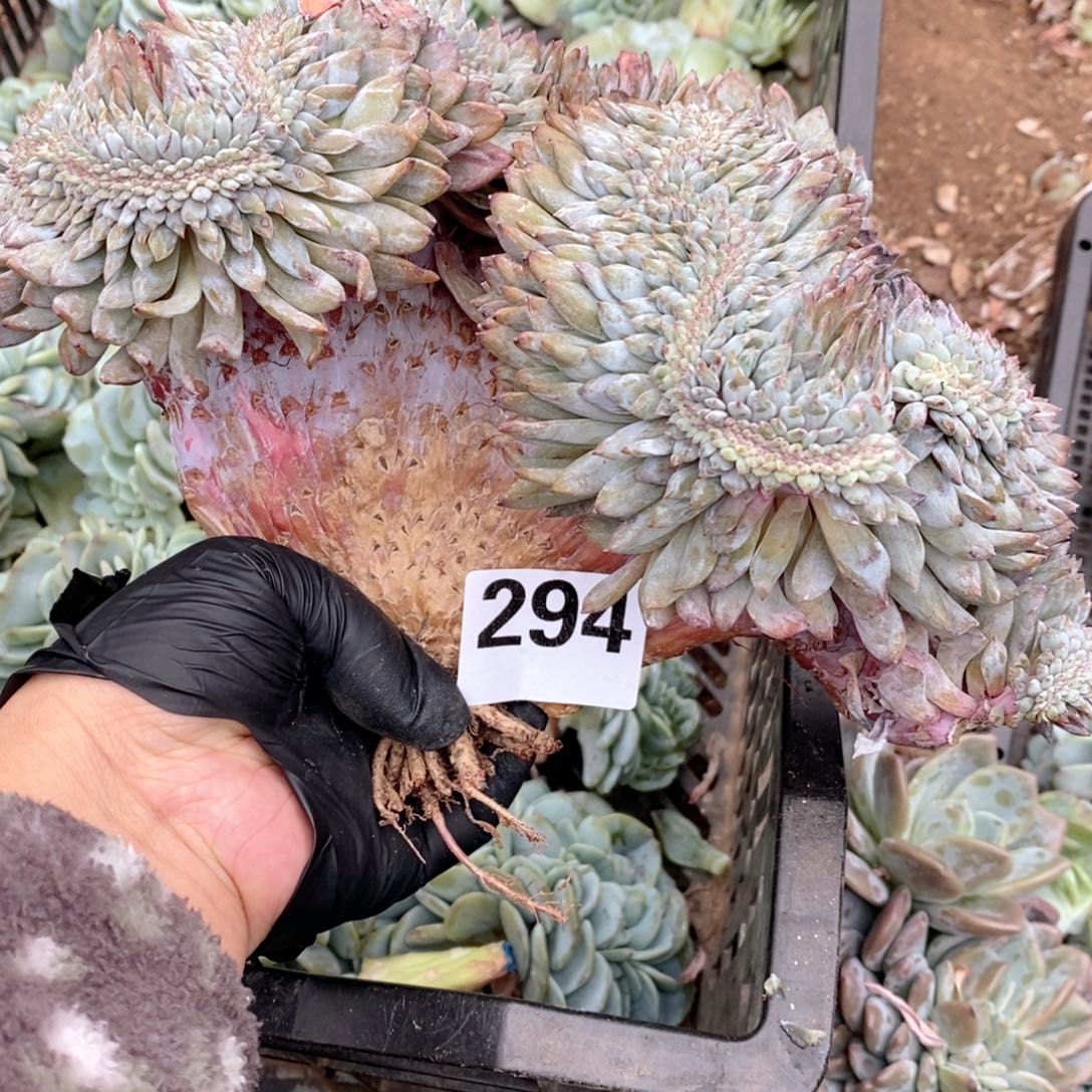 梅***舞梅姐姐的哇哇哇哇哇