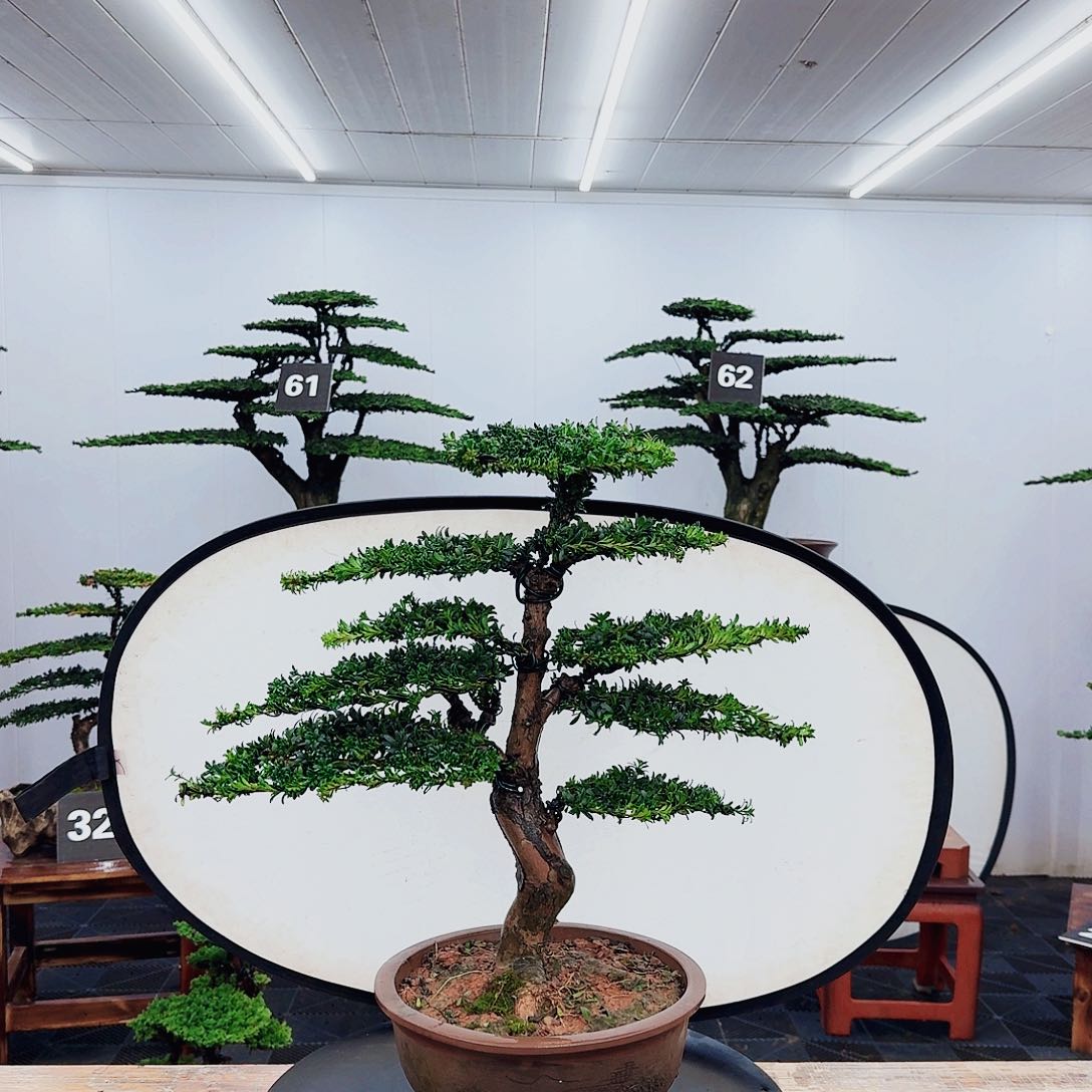 无花朵000000000000000