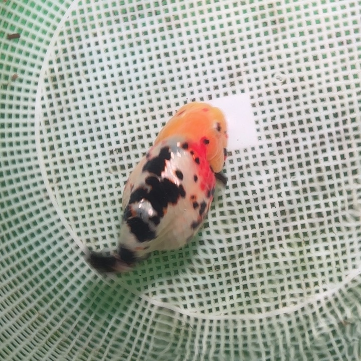 海水鱼兰寿活体淡水观赏鱼