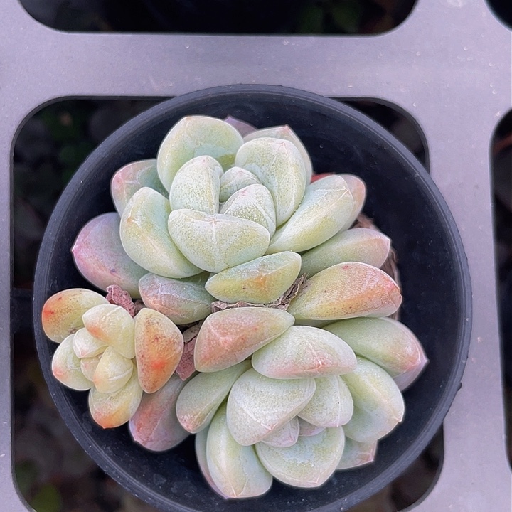 冰玉50杯满18包邮发2颗带盆发