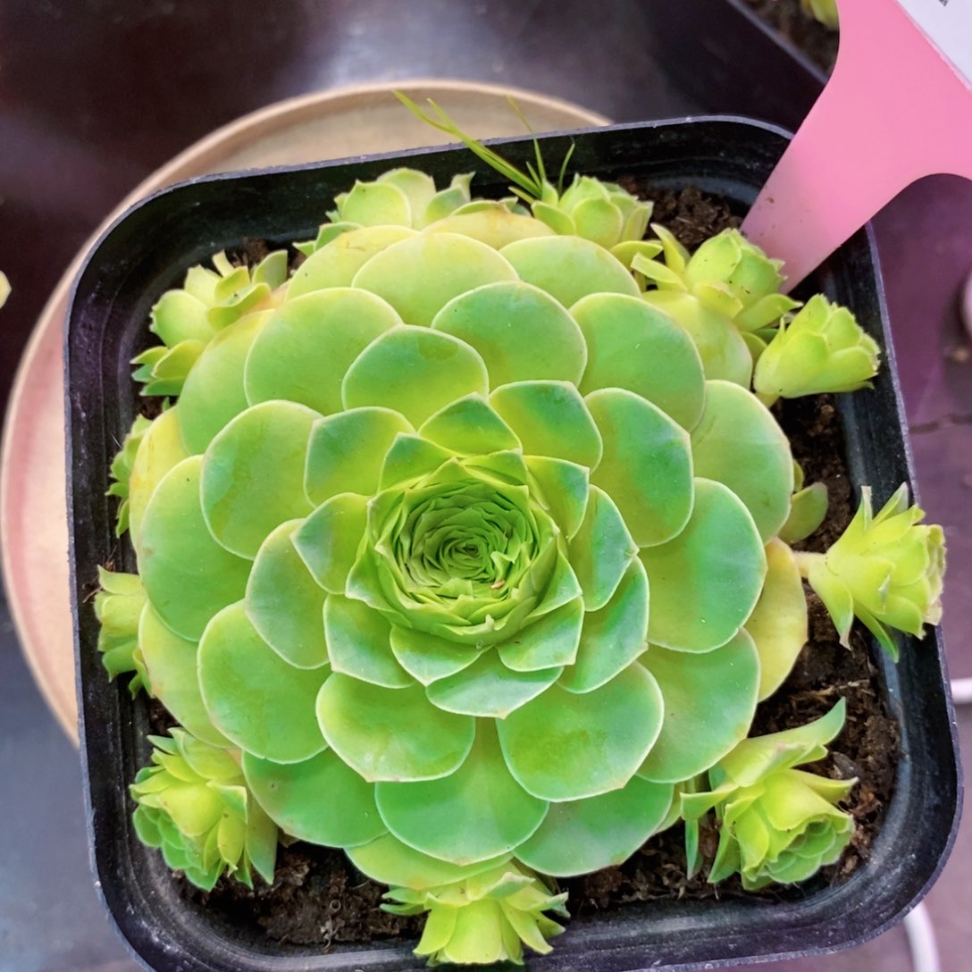 山地玫瑰福利一物一拍677耶罗初见