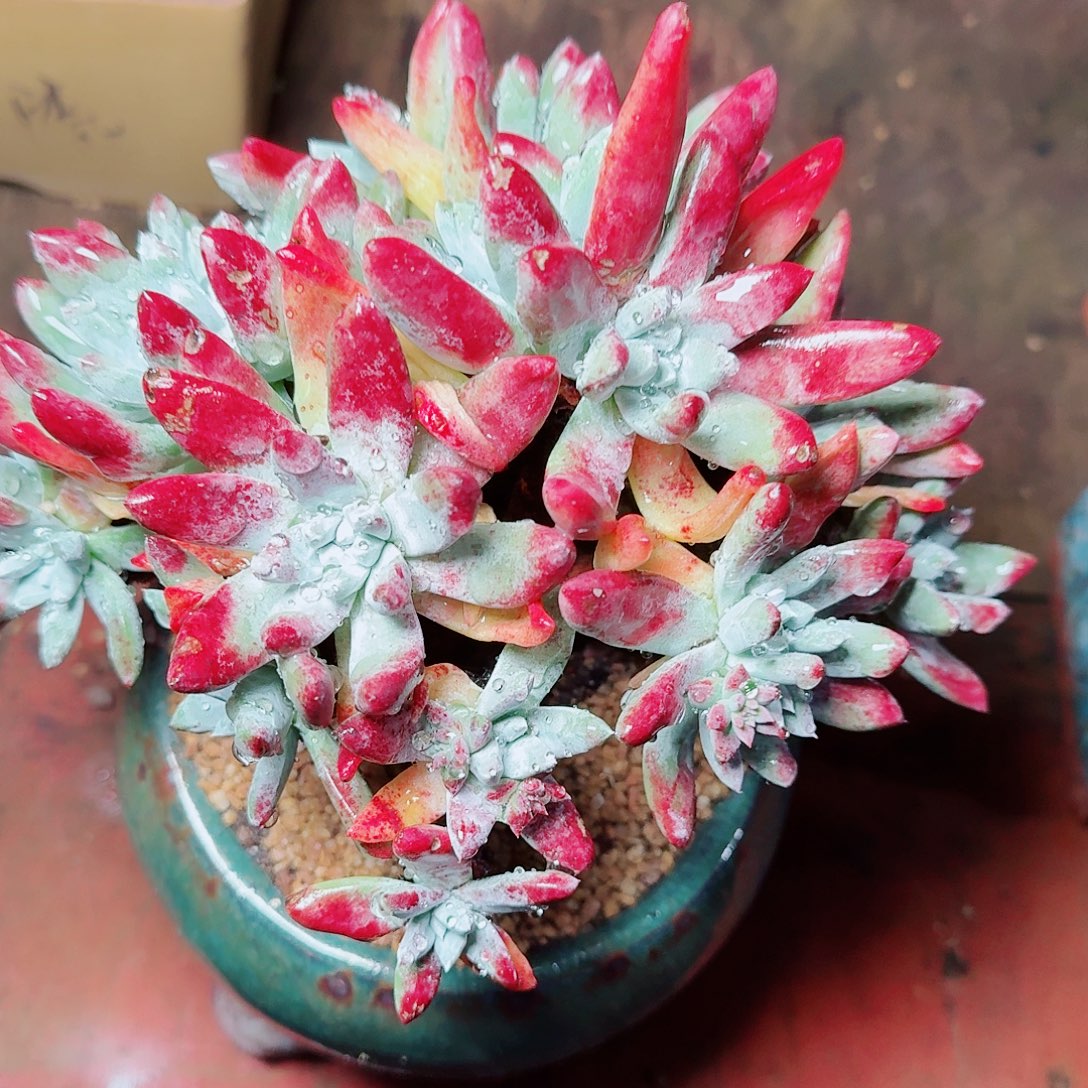 6515刘丹拇指仙女杯多肉