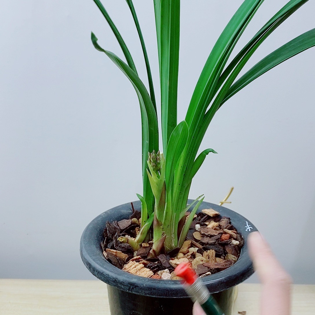 当前无花栽培后可以开花胭脂