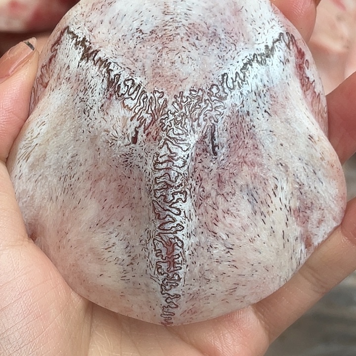 养殖鹿骨三界牌子