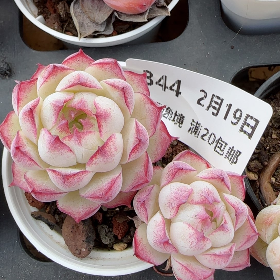 花语逸境0219-844