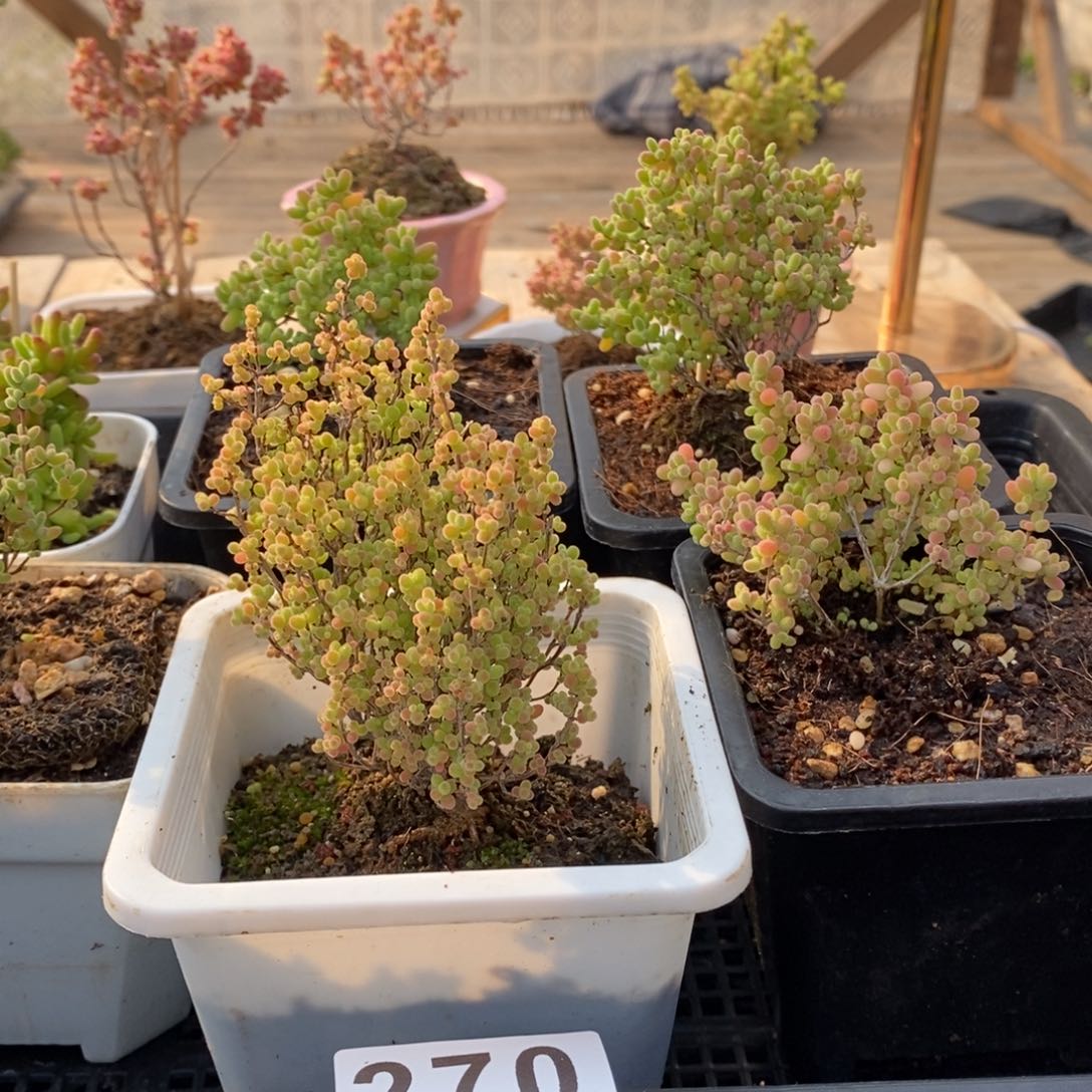 枝干蜜桔糖球来咯270