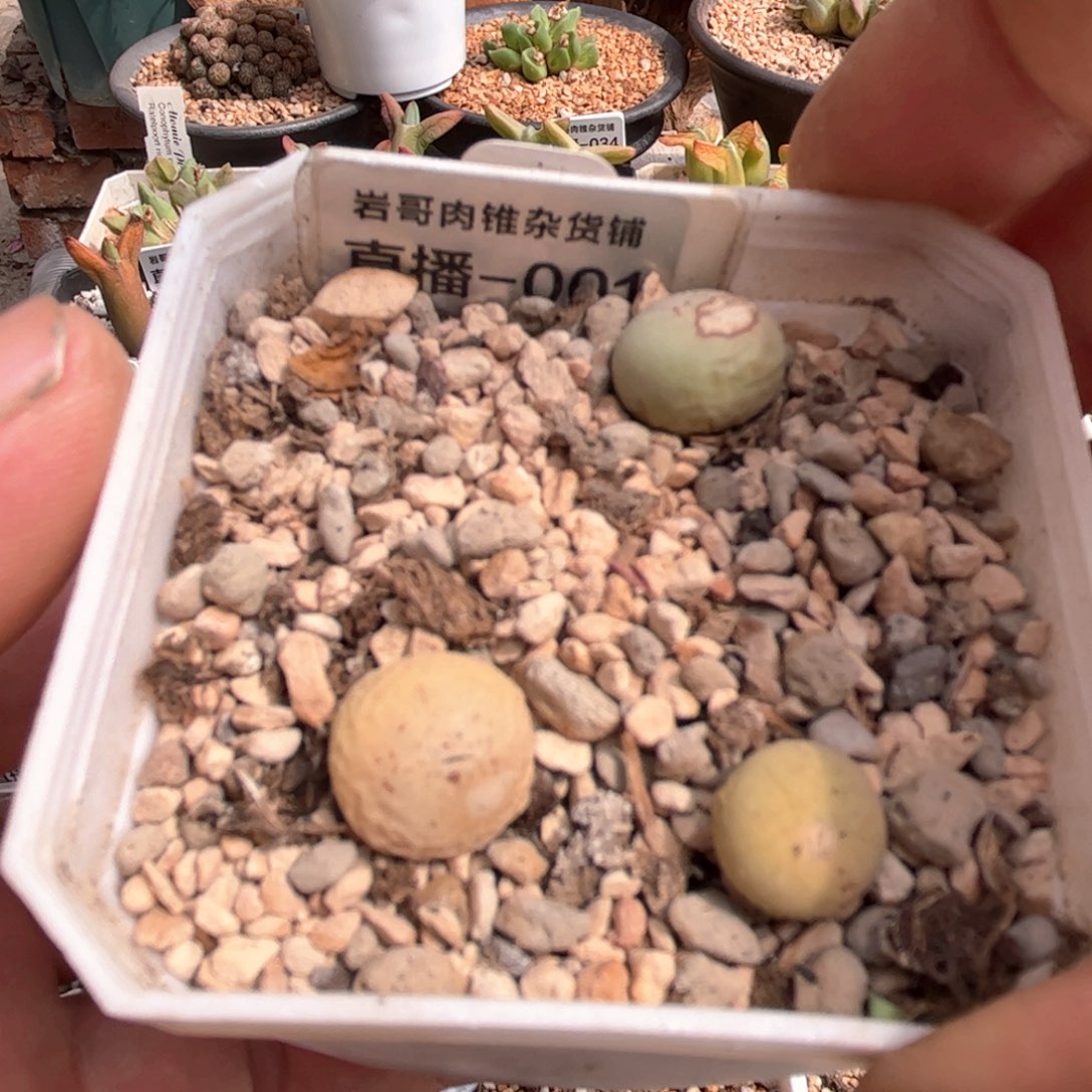 刺猬种源V嘴一颗