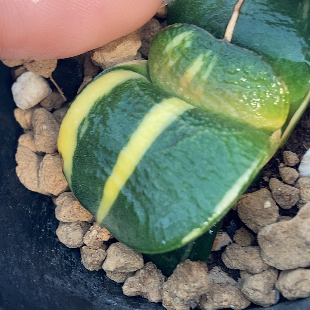 653特军配超级蝴蝶带盆发货