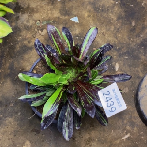 水墨丹青多肉植物2439