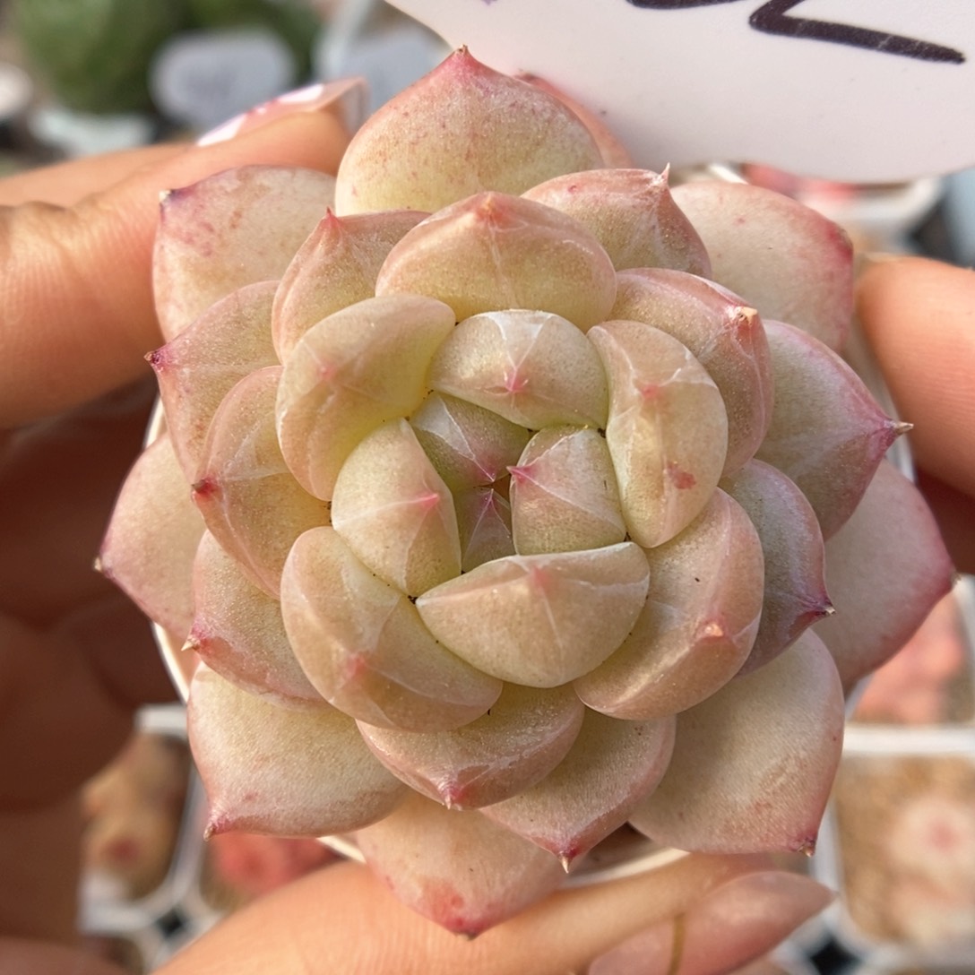 糖心珍妮可拍932号。 