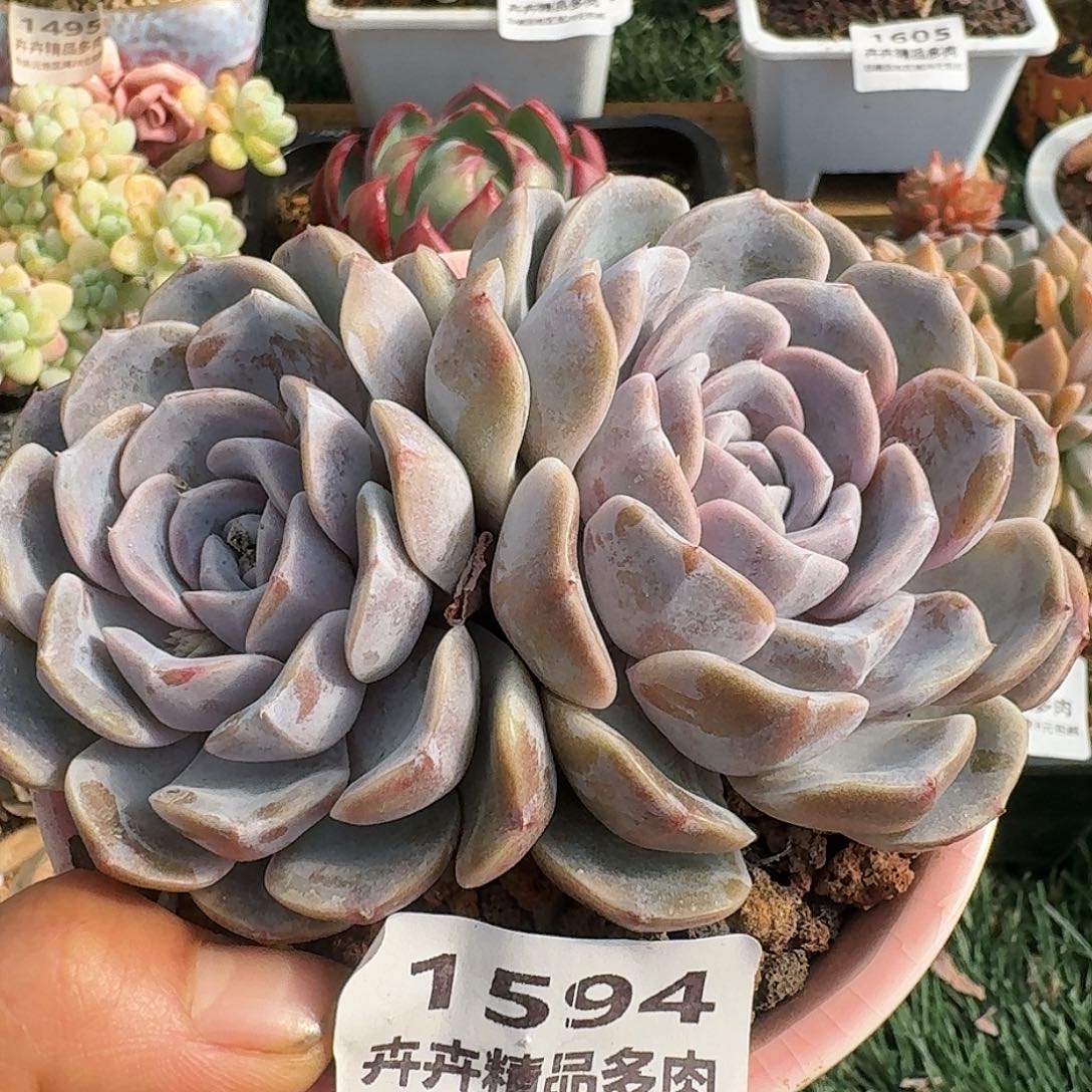 1594一物一拍（满28包邮